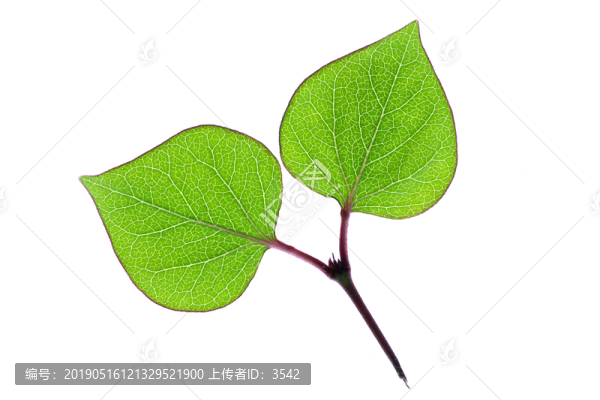 樹(shù)葉