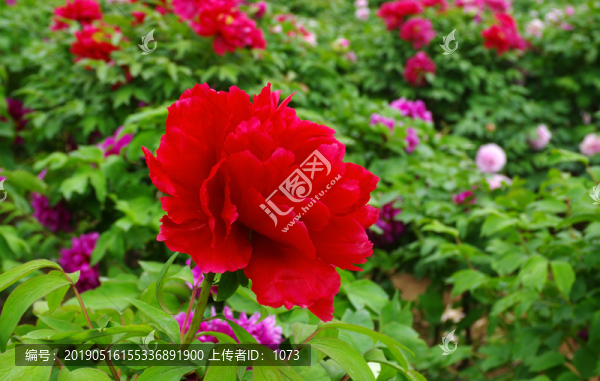 牡丹花園