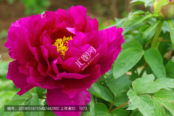 牡丹花開之大棕紫