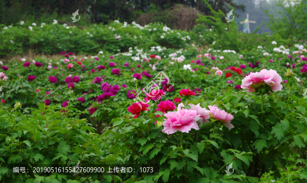 牡丹花園