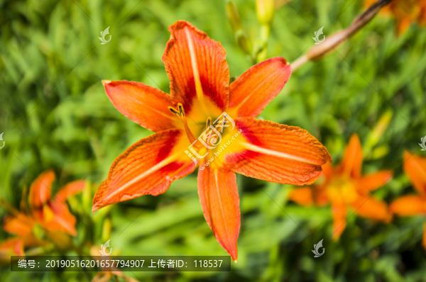 花
