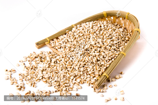 薏苡仁