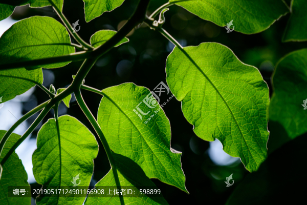 曼陀羅花樹(shù)葉