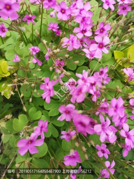 粉色雜醬草小花