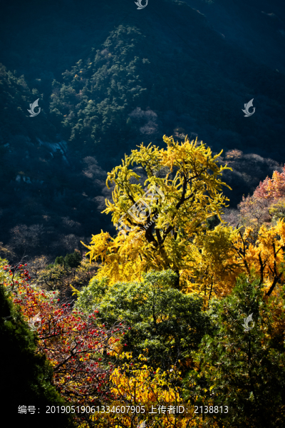 玉泉寺千年銀杏