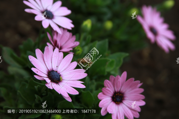 非洲菊