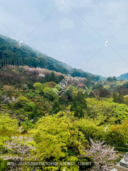 樹木風(fēng)景