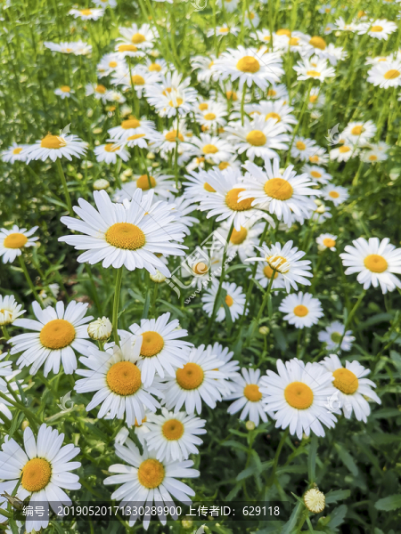 大濱菊