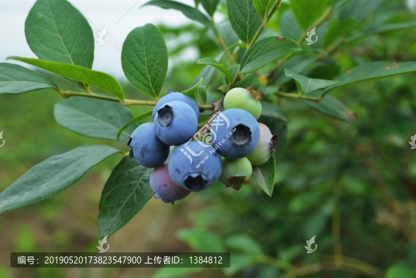 藍(lán)莓果特寫