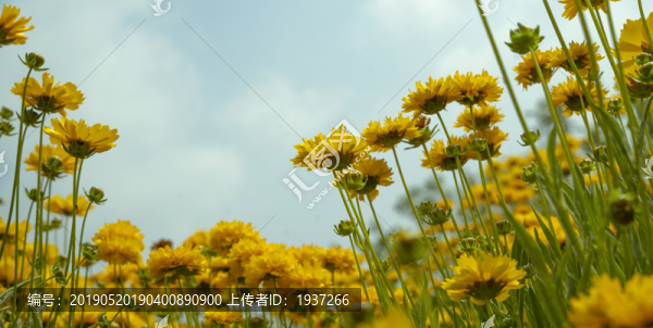 金雞菊向陽花葵花