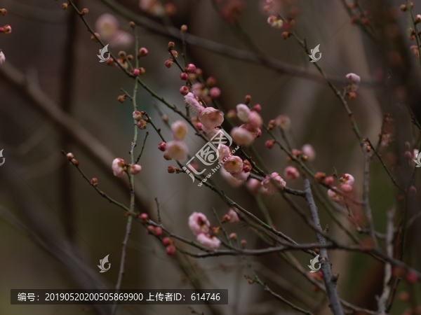 梅韻