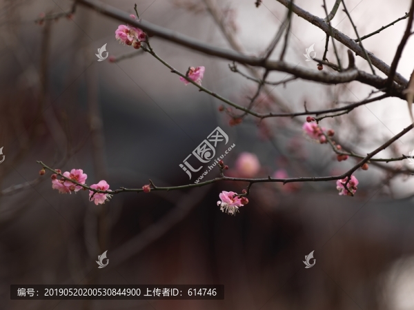 梅韻