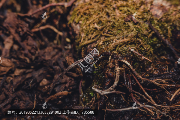 盤根