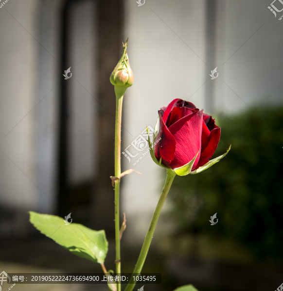 玫瑰花