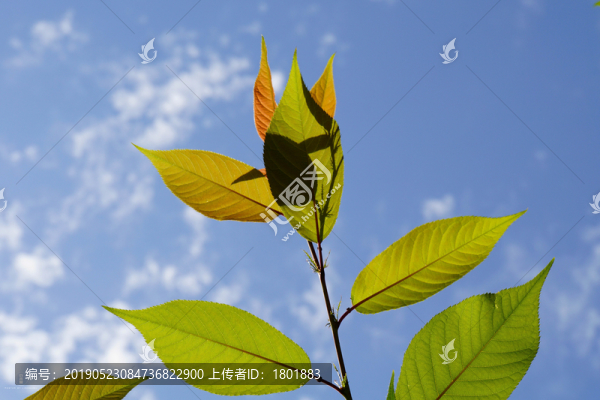 植物背景圖唯美清新