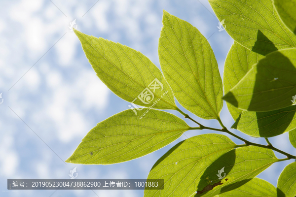 植物背景圖唯美清新