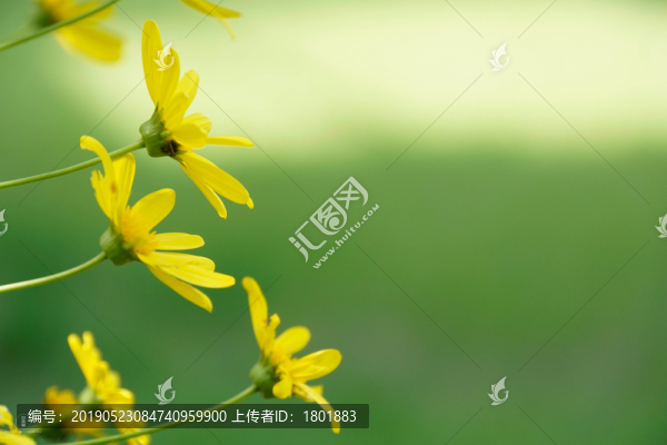 植物背景圖唯美清新
