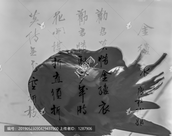 鴿子書法多重曝光