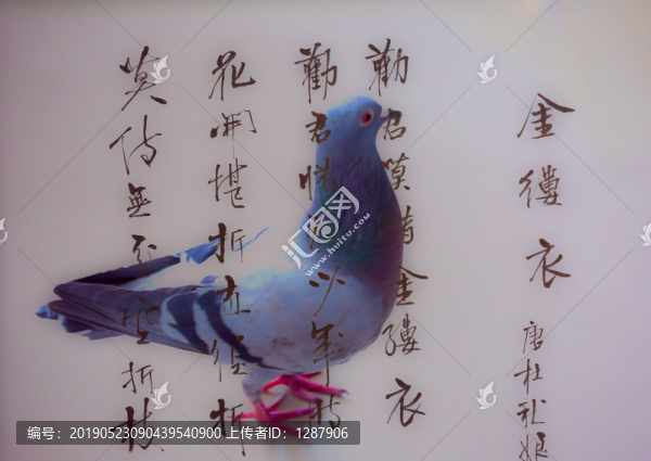 鴿子書法多重曝光