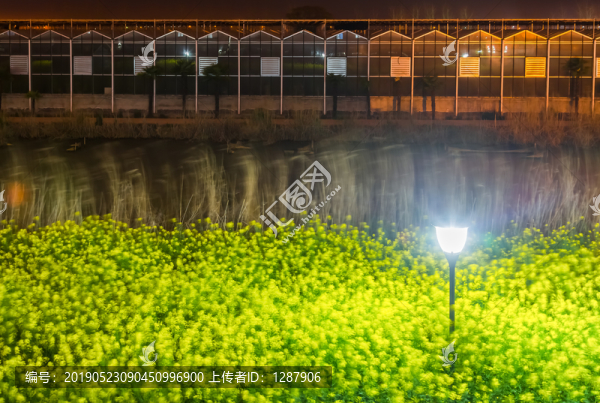 油菜花夜景