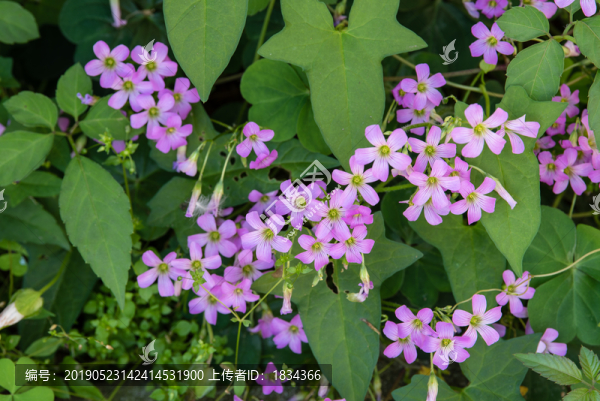 小花