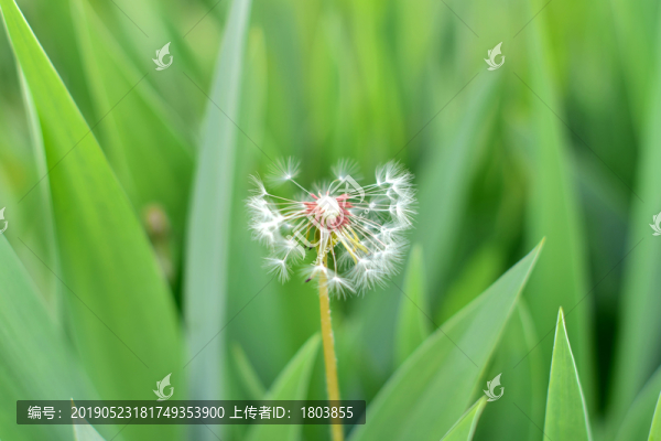 綠色背景