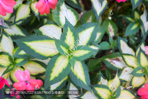 鳳仙花葉子