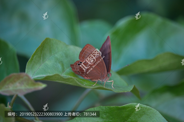 蝴蝶