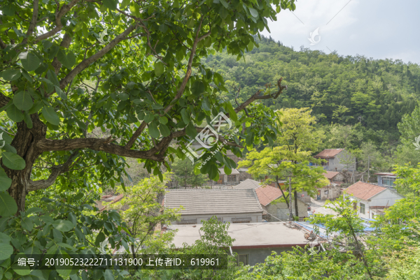 老核桃樹