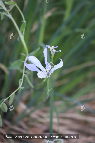 白花馬藺