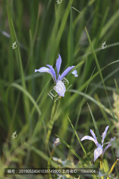 白花馬藺
