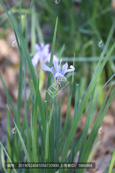 白花馬藺