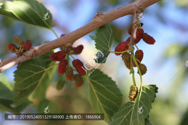 桑果