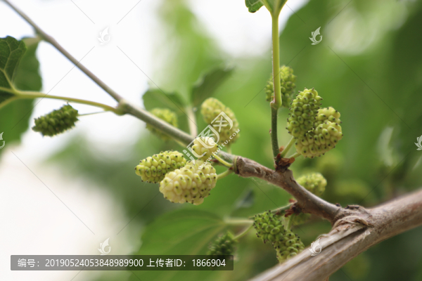桑葚