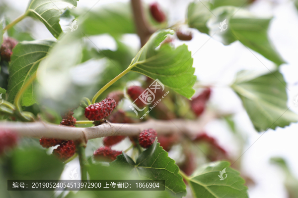 桑葚