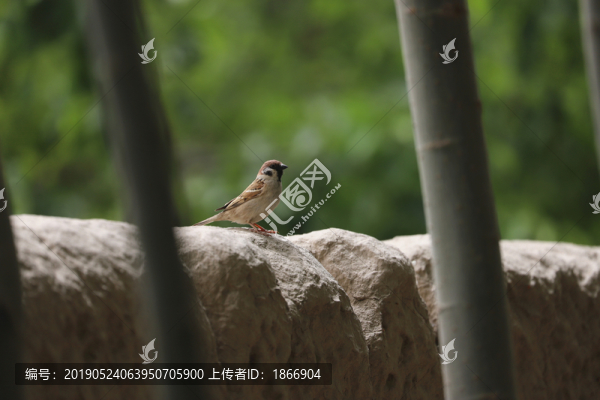 麻雀