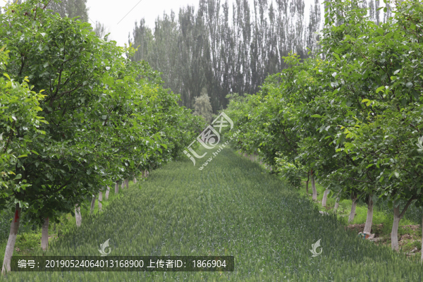 核桃林套種小麥