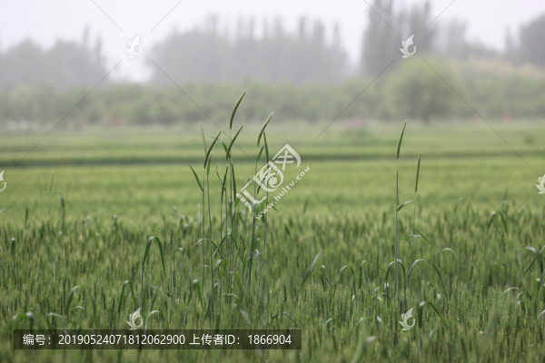 唯美麥穗