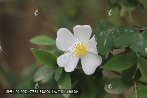 扁刺峨眉薔薇