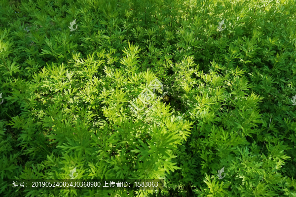 艾草