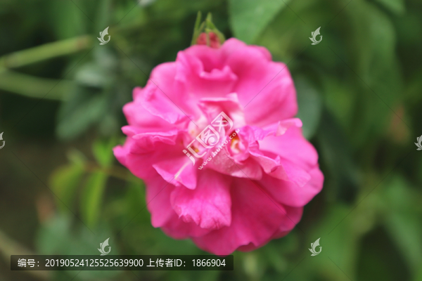 美麗的七姊妹