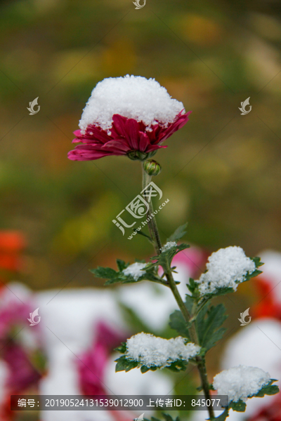 百日菊