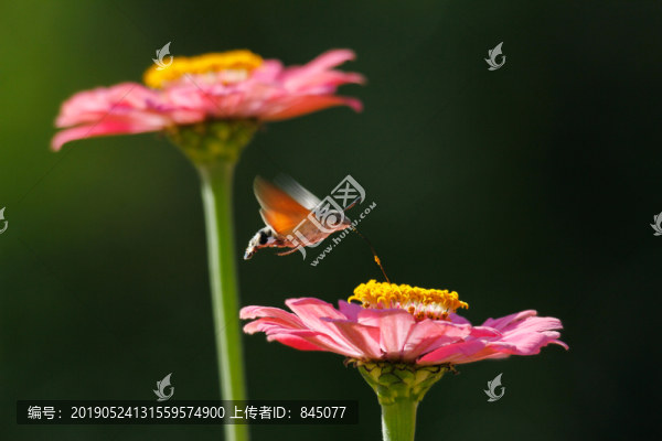 百日菊