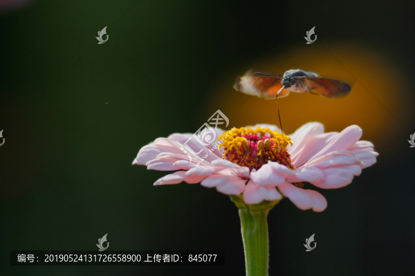 百日菊