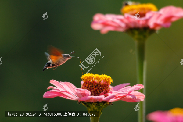 百日菊