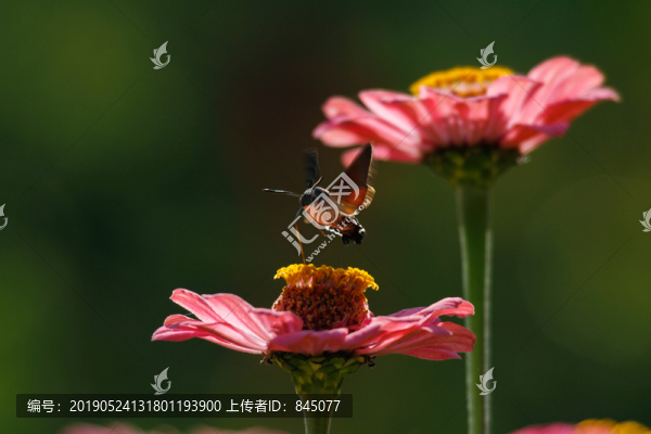 百日菊