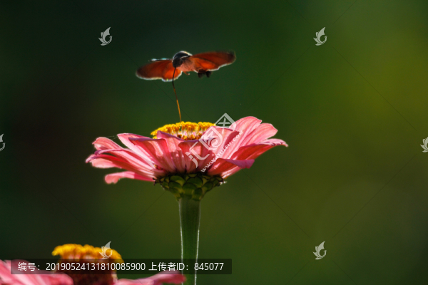 百日菊