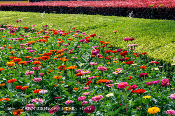 百日菊
