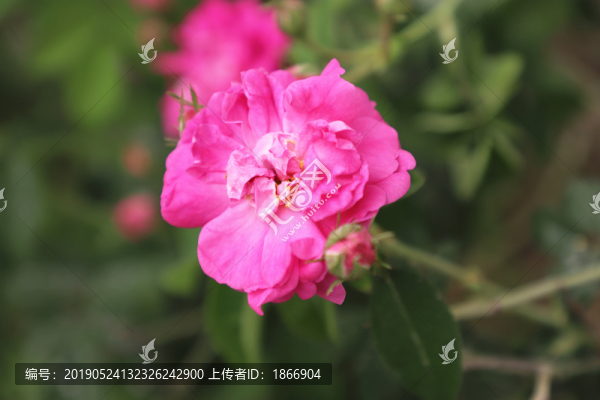 七姊妹
