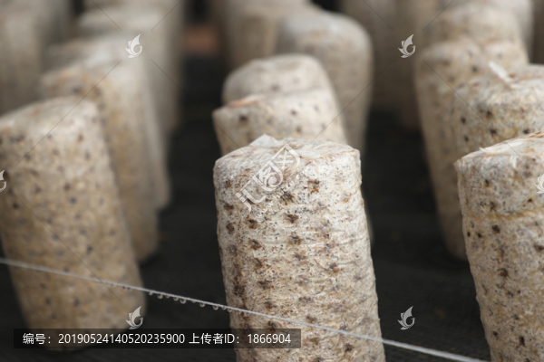 黑木耳種植大棚